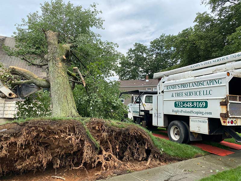 Randy's Pro Tree Service can respond to tree emergencies in Readington08870