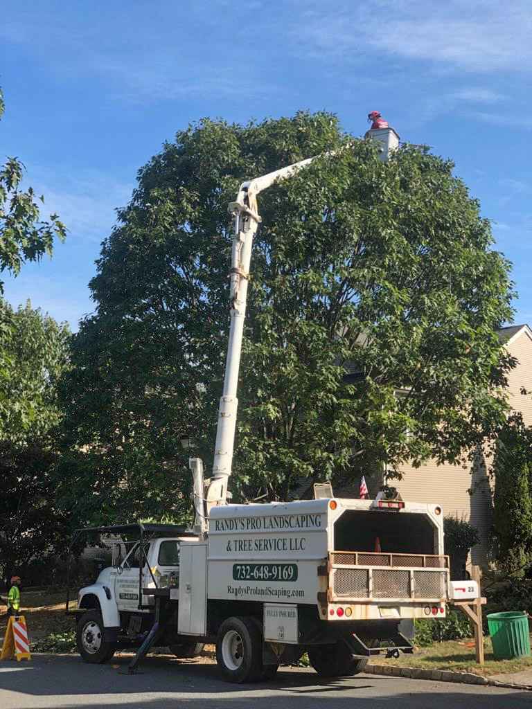 Randy's Tree Service pruning a tree with a bucket truck. We make trees in Dunellen look beautiful!