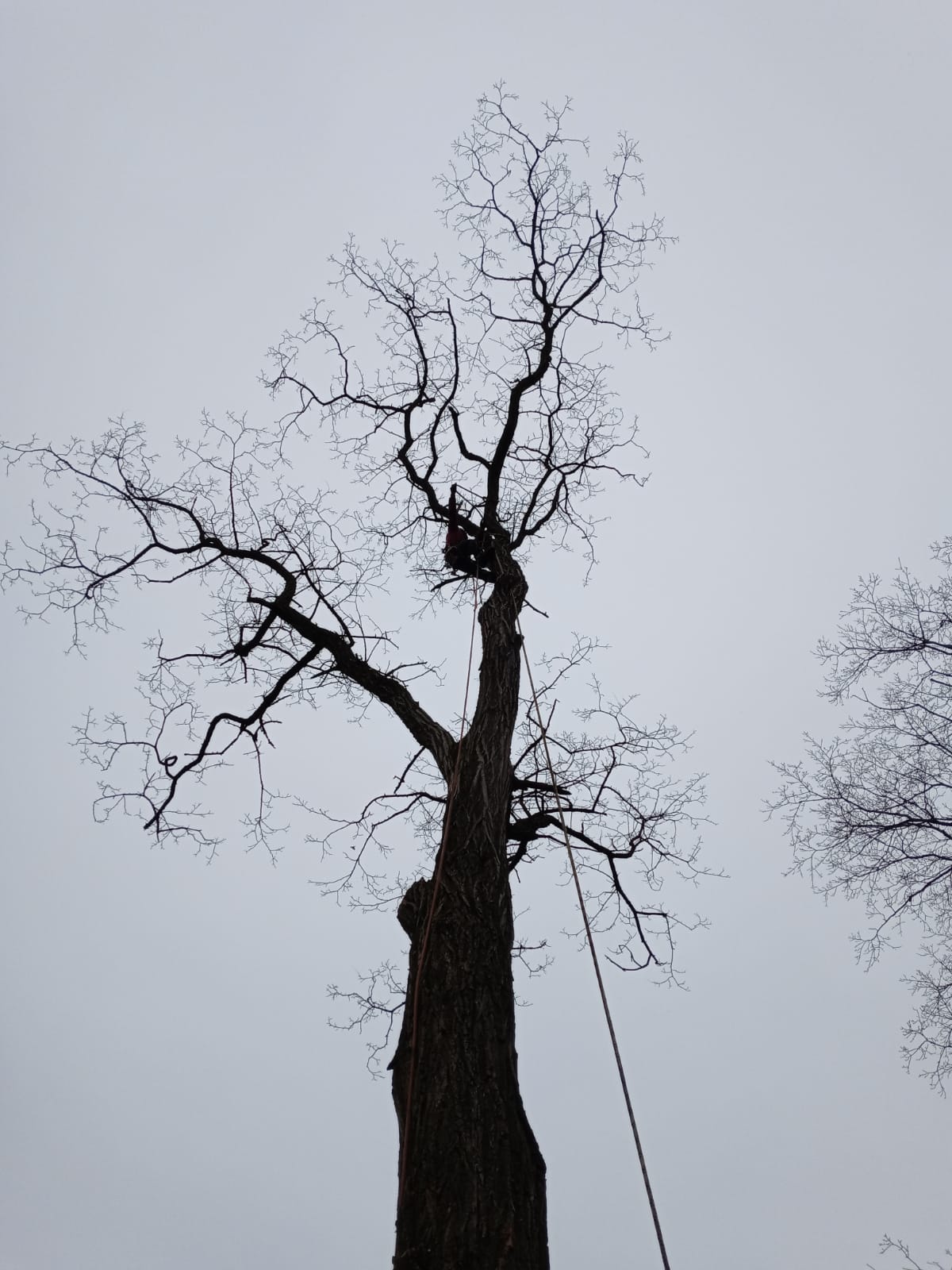 Tree Service in Piscataway,NJ on Dupont Ave