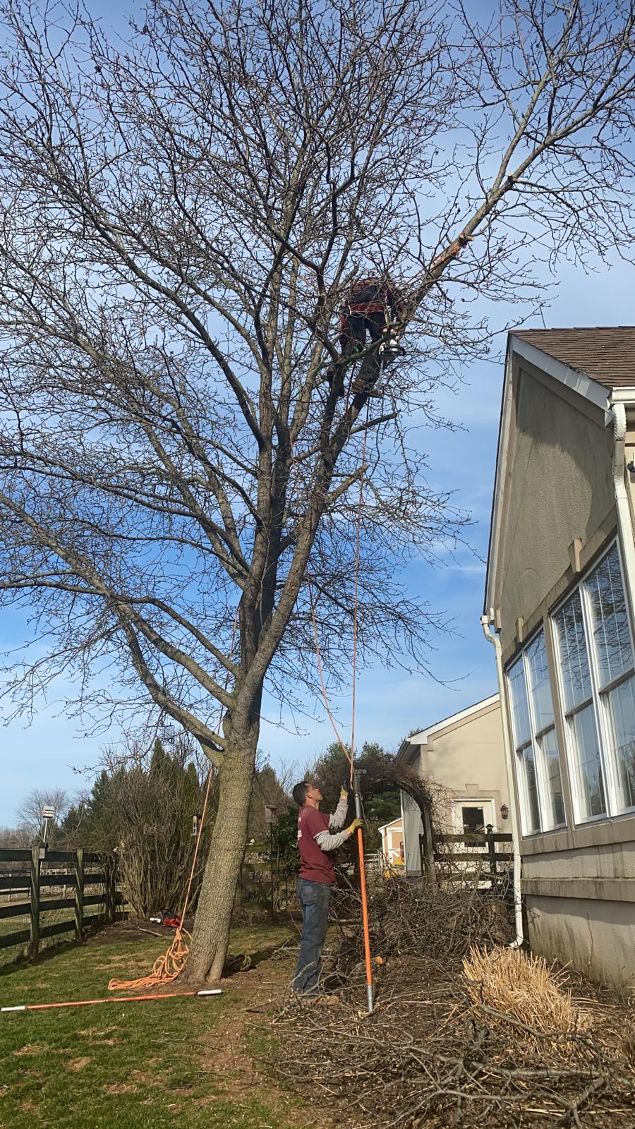 Tree Service Job in Ringoes