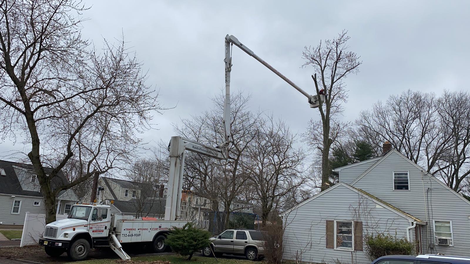 Tree Service Job in South Plainfield