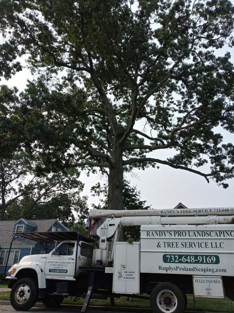 Tree Service Job in Edison