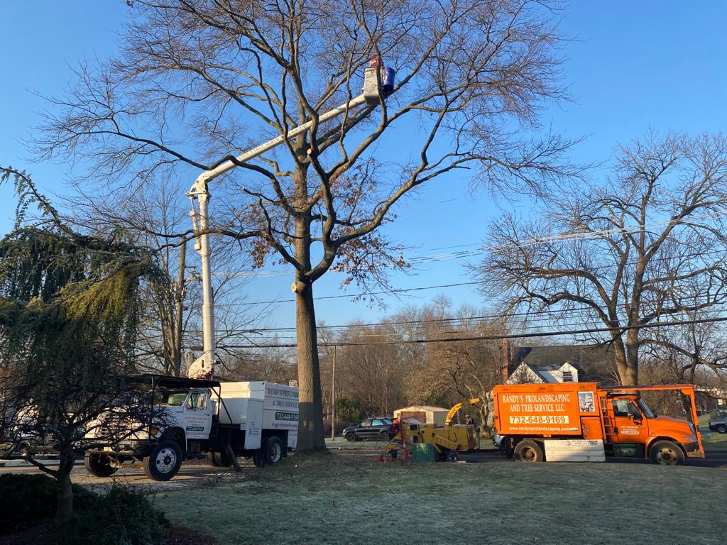 Tree Removal in Bridgewater,NJ