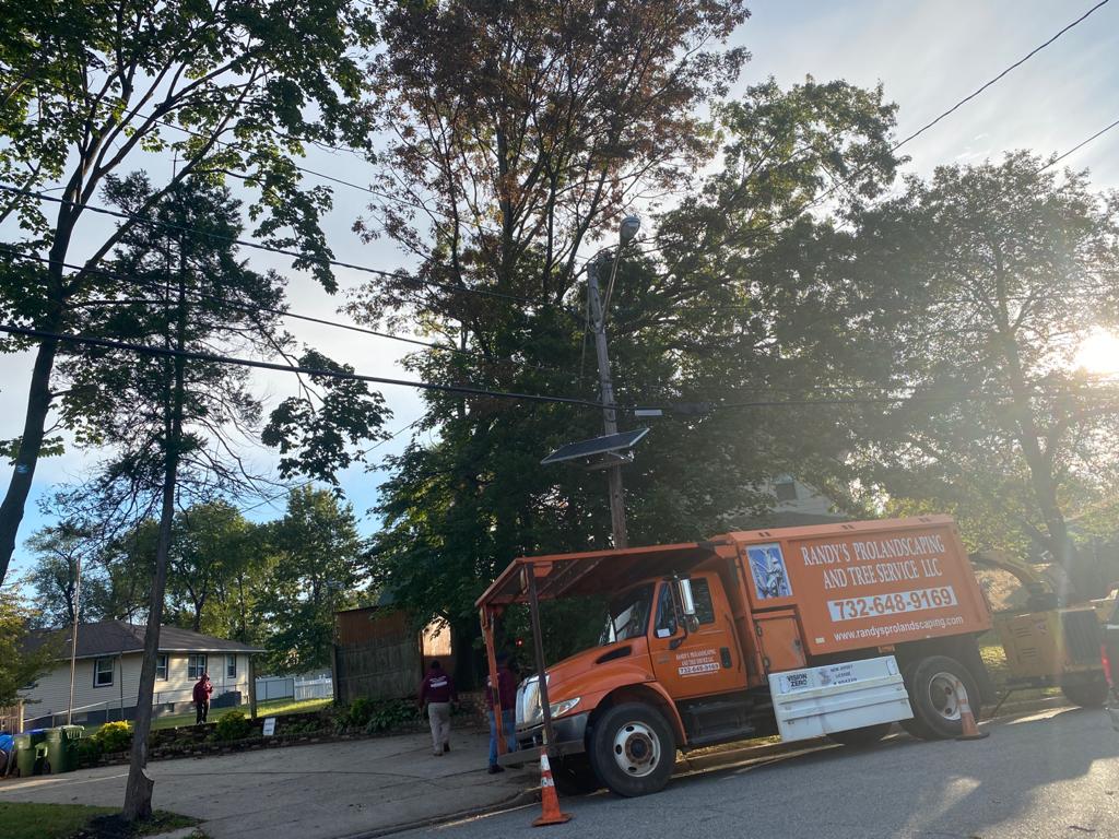 Tree Removal Service in Edison,NJ