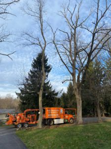 Tree Service Job in Flemington