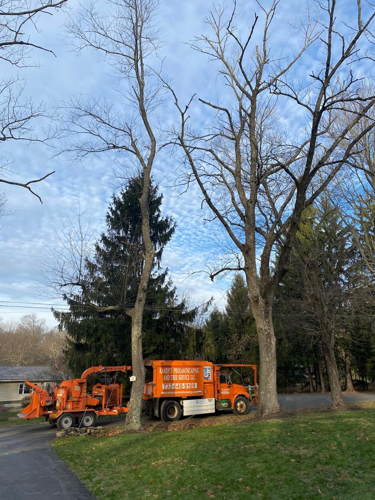 Tree Removal in Flemington,NJ