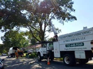 Tree Service Job in Piscataway