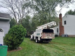 Tree Service Job in Bridgewater