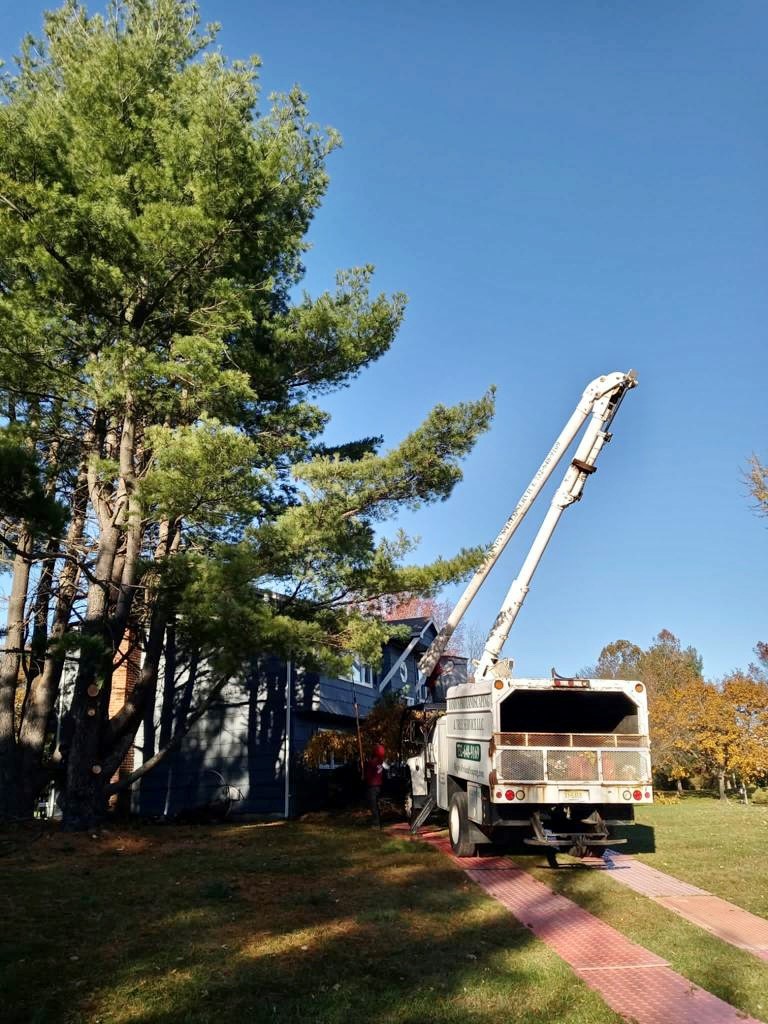 Tree Service in Hillsborough,NJ on Flanders Dr