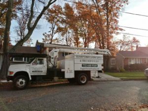 Tree Service in Metuchen,NJ on Salem Ct