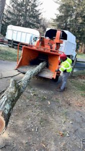 Tree Service Job in Princeton