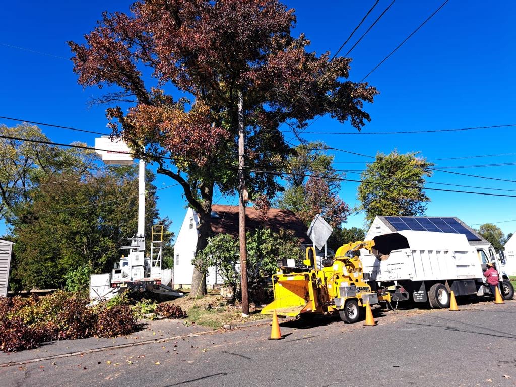 Tree Service Job in East Brunswick