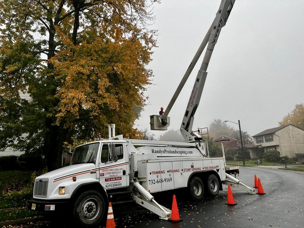 Tree Service in Edison,NJ on Wakefield Dr