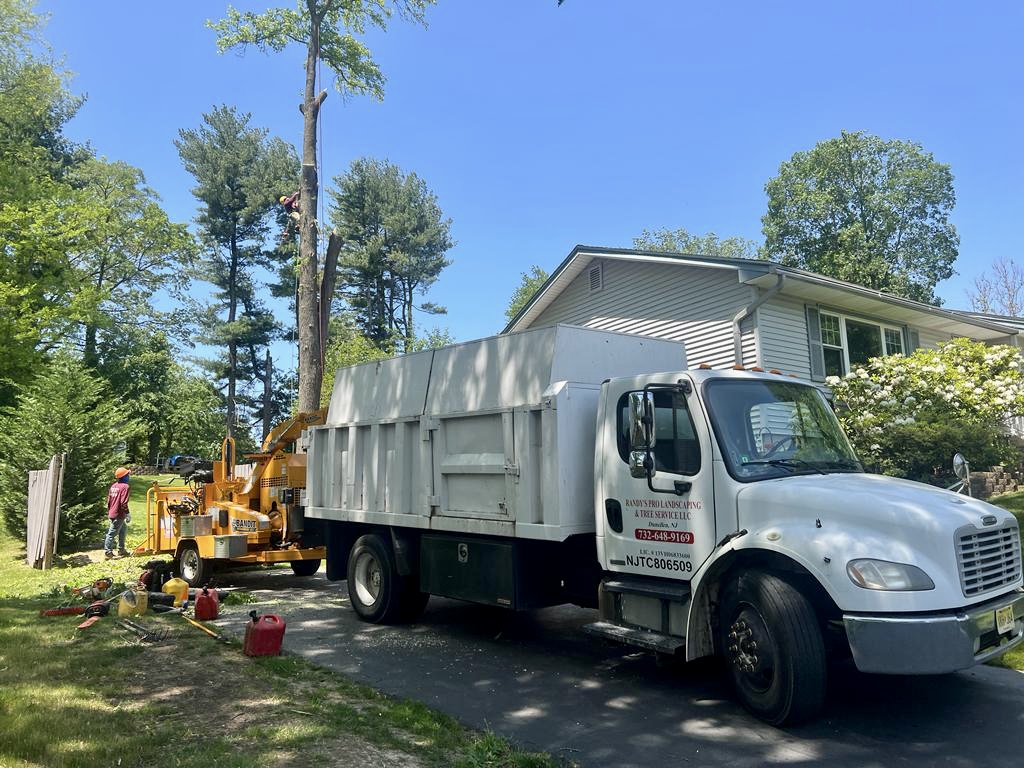 Tree Service Job in Bridgewater