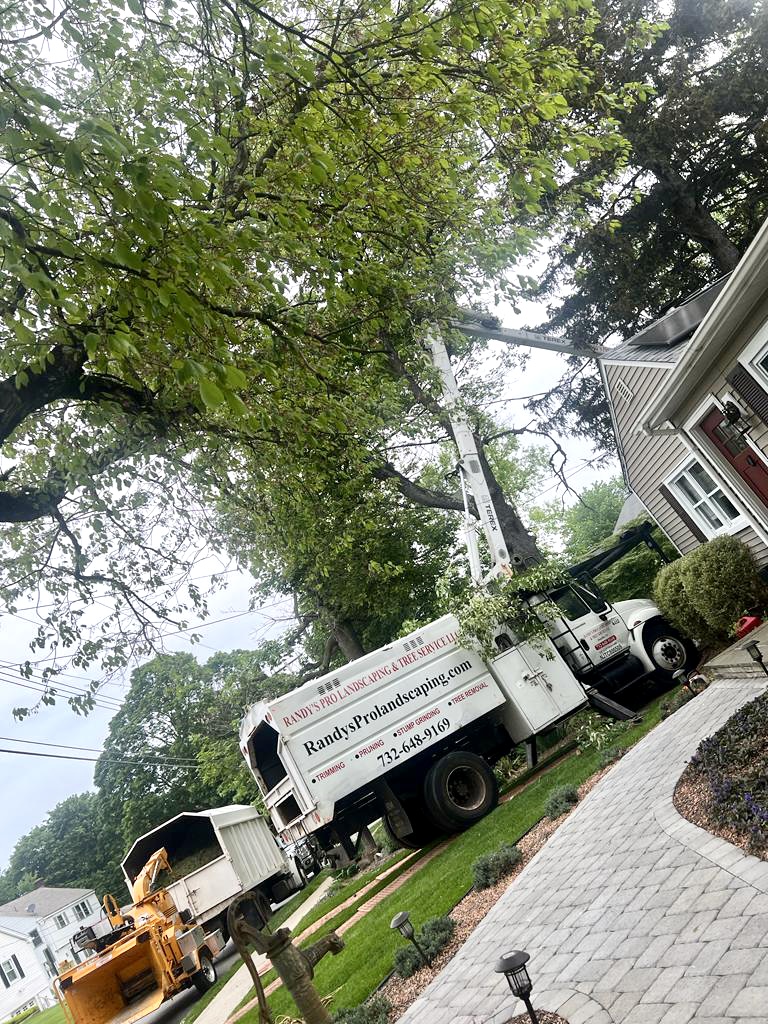 Tree Service in Lebanon,NJ on Myrtle Ave