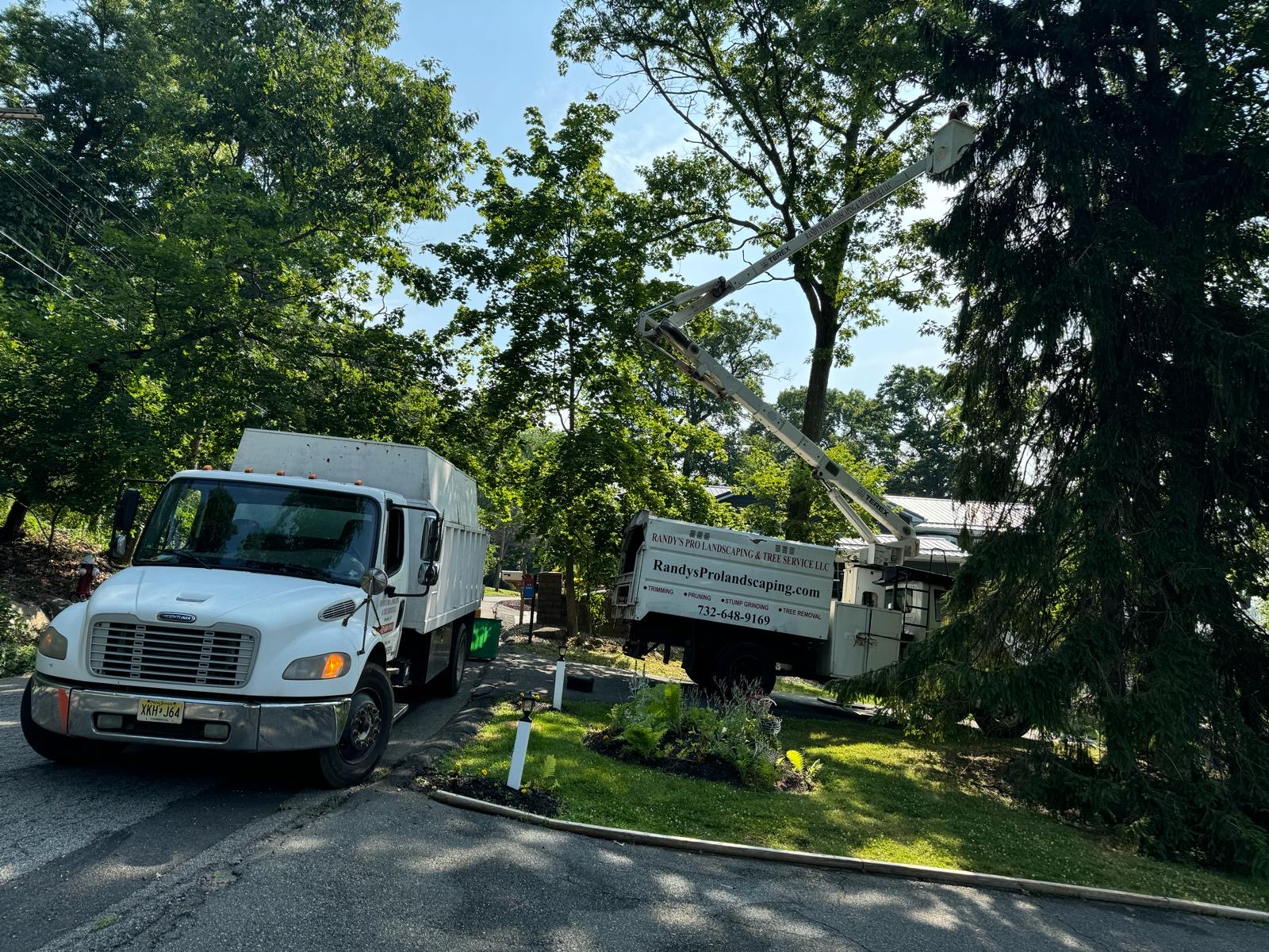 Tree Service Job in Hopatcong