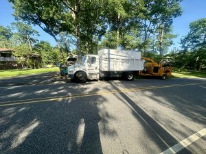 Tree Service Job in Martinsville
