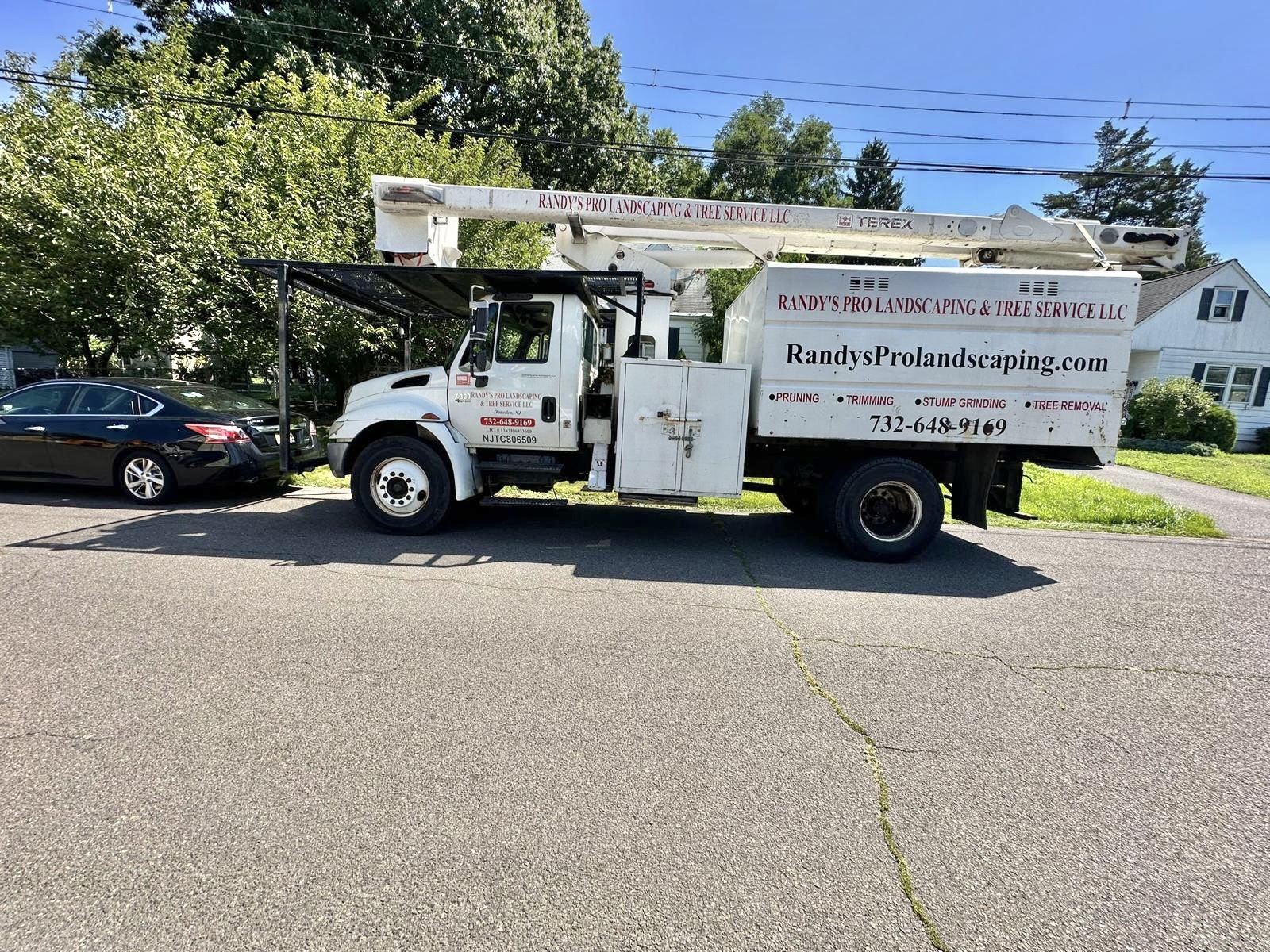 Tree Service Job in Middlesex