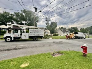 Tree Service Job in Piscataway