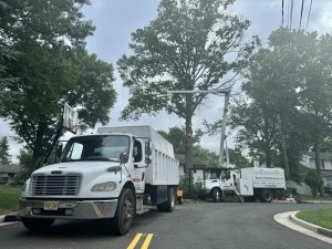 Tree Service Job in Piscataway