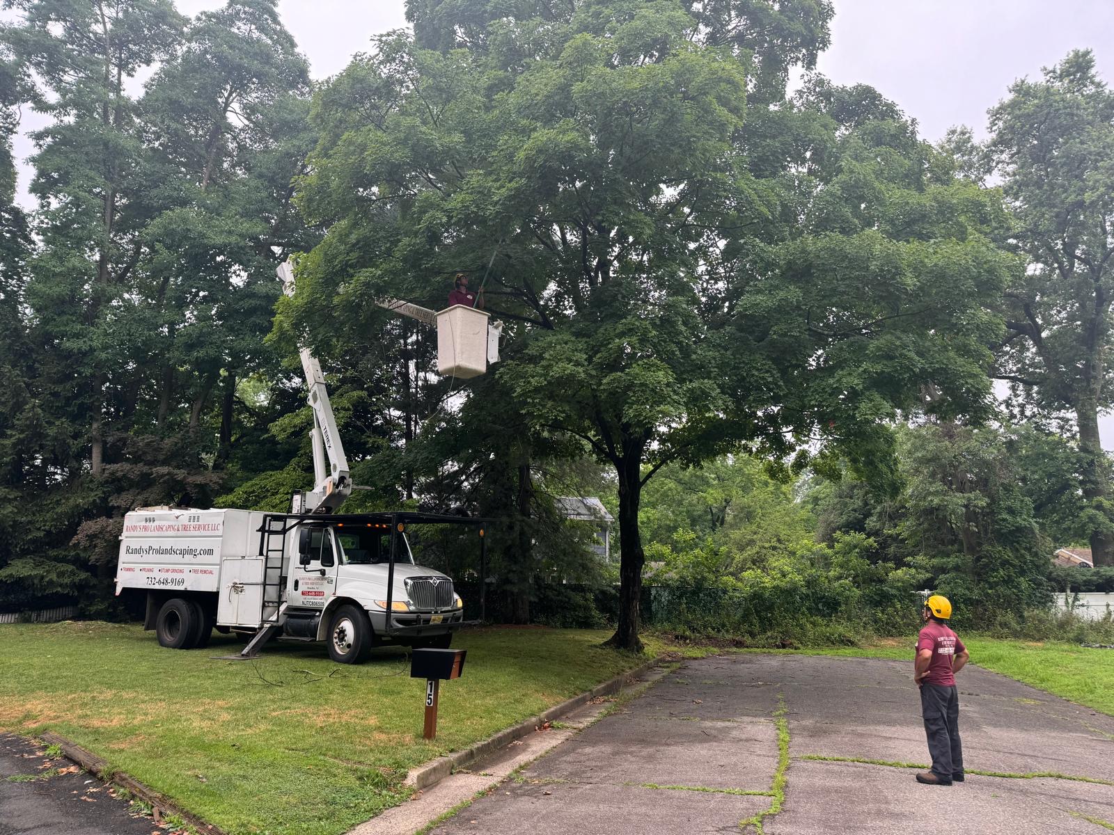 Tree Service Job in Piscataway