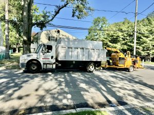 Tree Service Job in