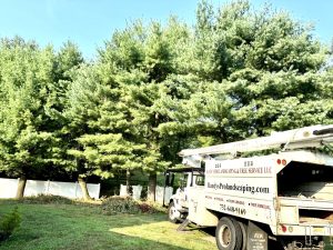 Tree Service Job in Bridgewater