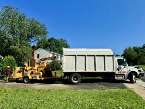 Tree Service Job in Bridgewater