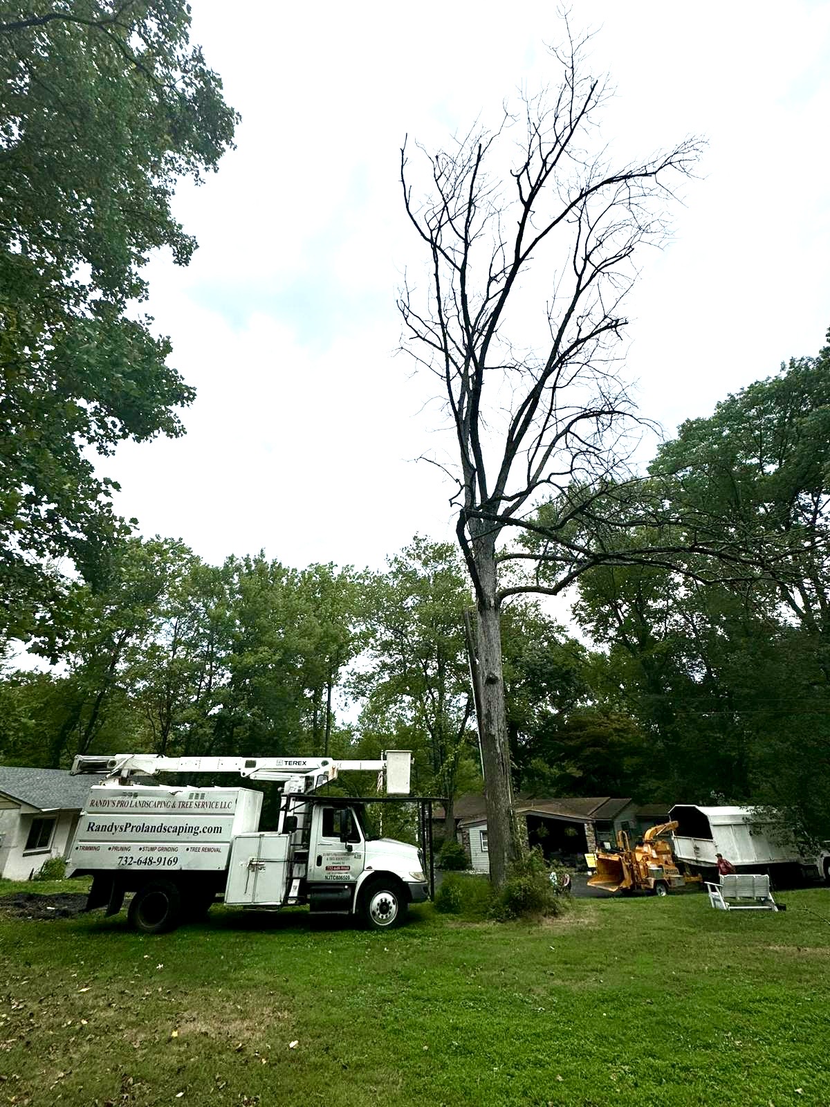 Tree Service Job in Flemington