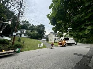 Tree Service Job in High Bridge