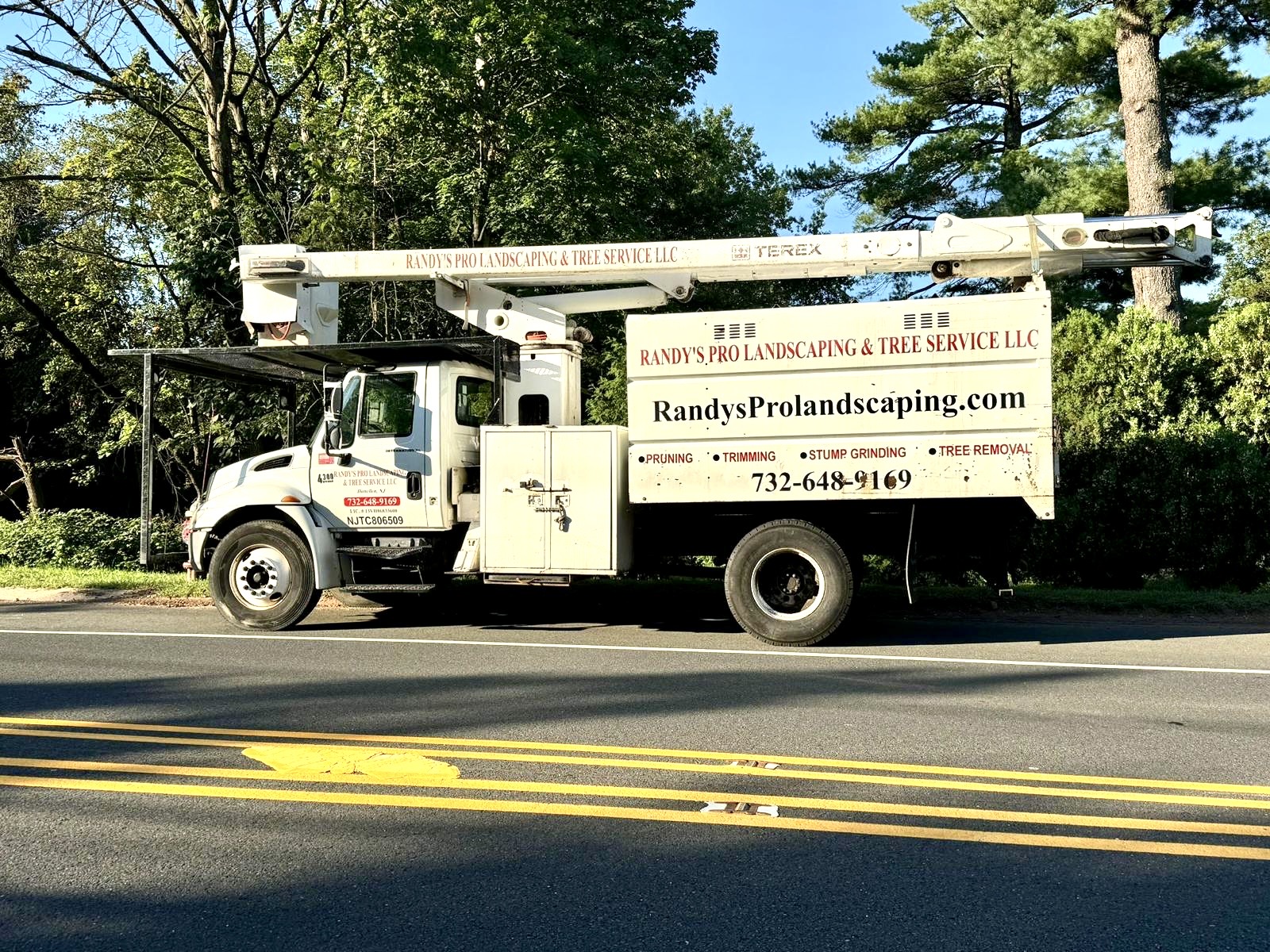 Tree Service Job in Bridgewater