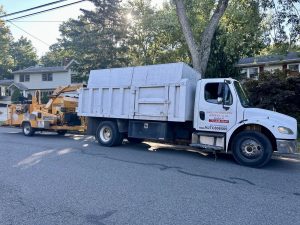 Tree Service Job in East Brunswick