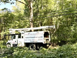 Tree Service Job in Hillsborough