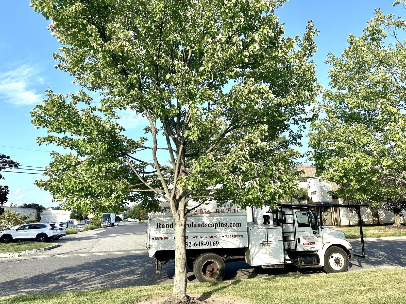 Tree Service Job in Middlesex