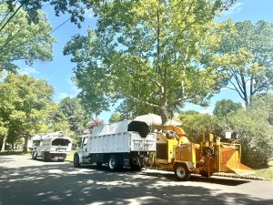 Tree Service Job in Westfield