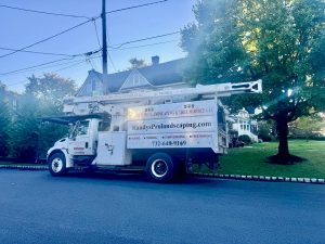 Tree Service Job in