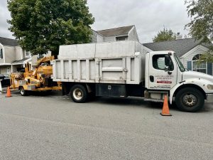 Tree Service Job in Bedminster