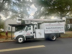 Tree Service Job in Bridgewater