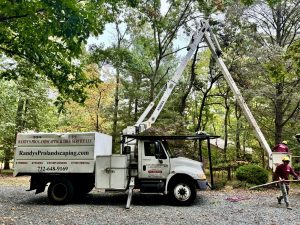 Tree Service Job in East Brunswick