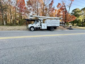 Tree Service Job in Flemington