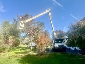 Tree Service Job in Marlboro