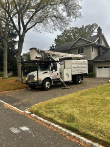 Tree Service Job in New Providence