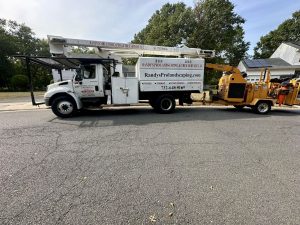 Tree Service Job in Piscataway