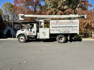 Tree Service Job in Warren